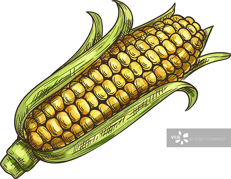 带绿叶玉米棒素描图片素材