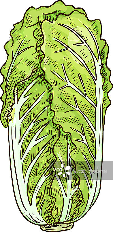中国大白菜，罗马生菜图片素材