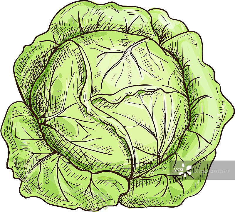绿色蔬菜卷心菜图片素材