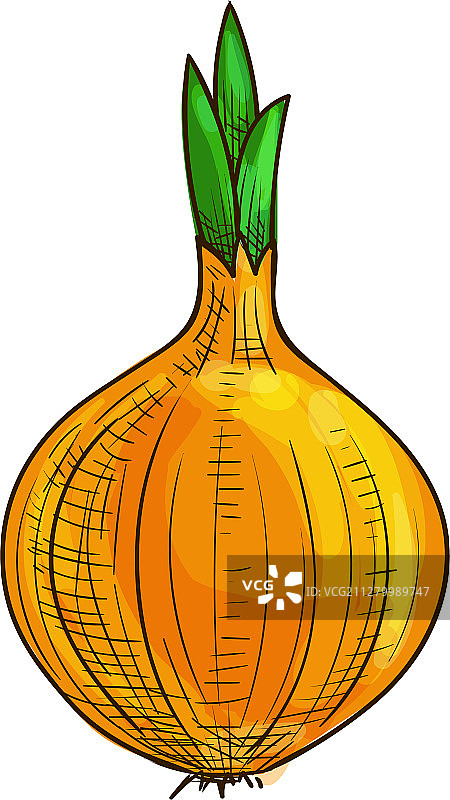 洋葱根茎素描图片素材
