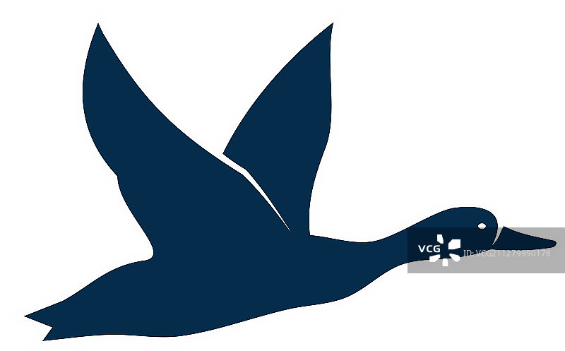 飞行鸭子孤立鸟类家禽野鹅图片素材