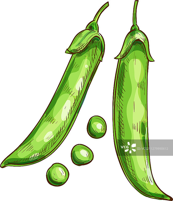 豌豆荚和种子绿色豆类素描图片素材