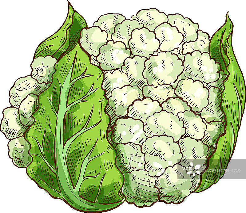 花椰菜未成熟的大花球图片素材