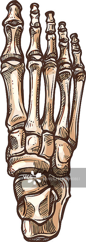 骷髅脚的跗骨和跖骨图片素材