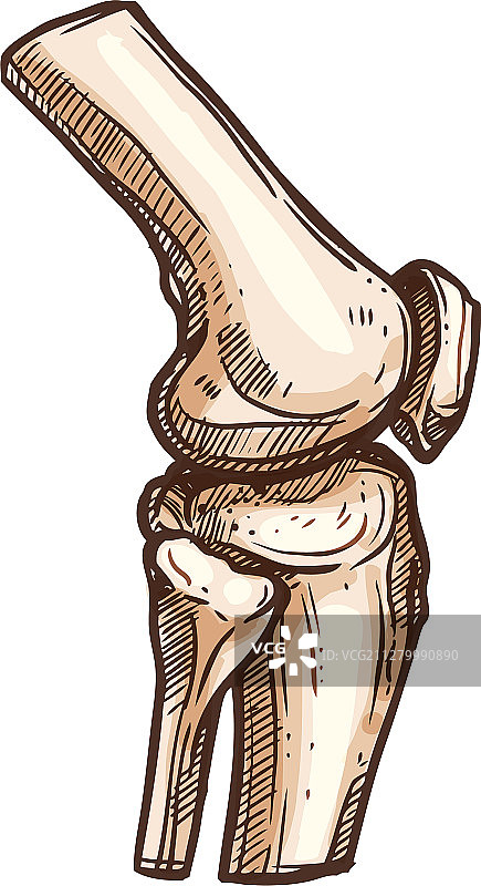 分离的人体骨骼关节膝盖或手肘图片素材