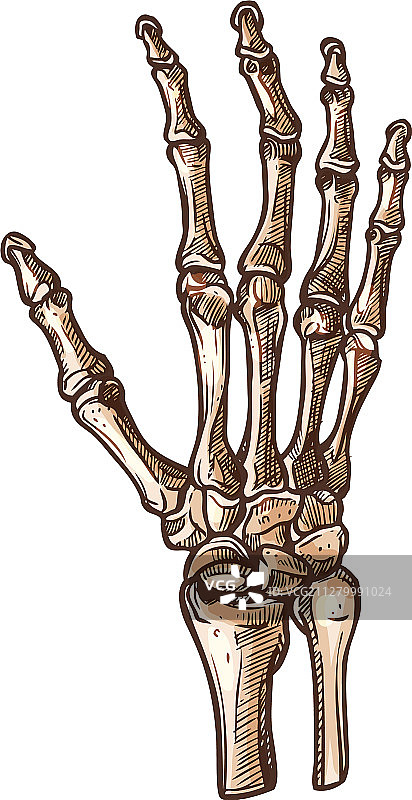 人体手腕骨骼分离腕骨图片素材