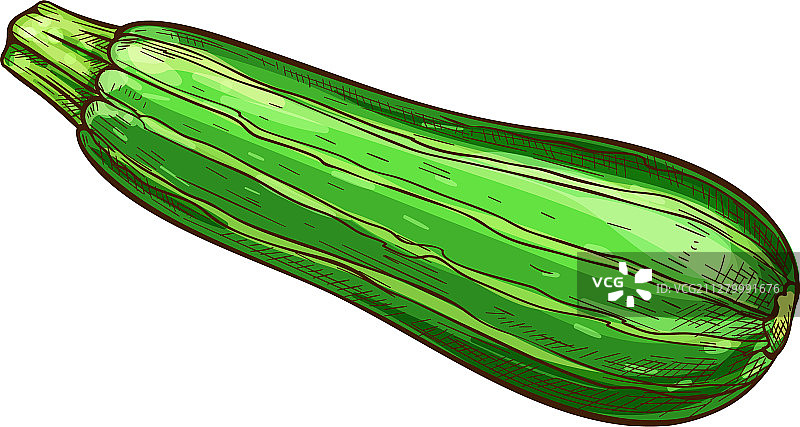 完整的绿色西葫芦蔬菜素描图片素材