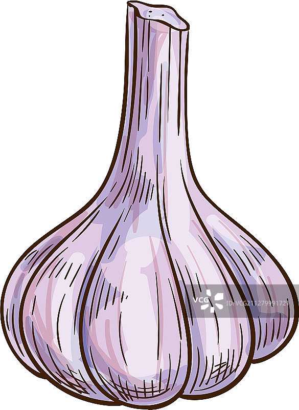 分离的完整蔬菜蒜头图片素材