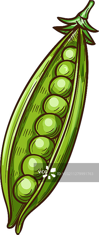 豌豆荚和种子绿色豆类素描图片素材