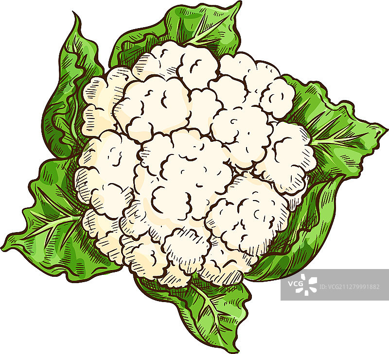 花椰菜未成熟的大花球图片素材