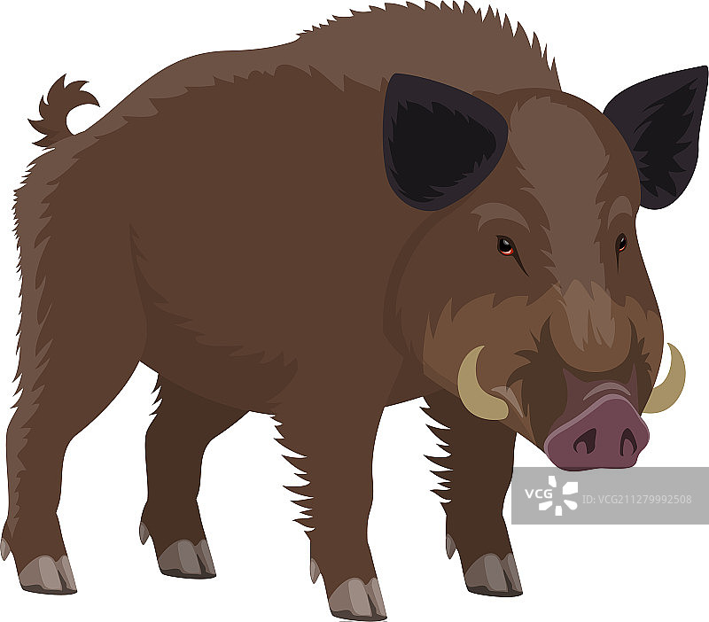 野猪狩猎和动物园野生动物图片素材