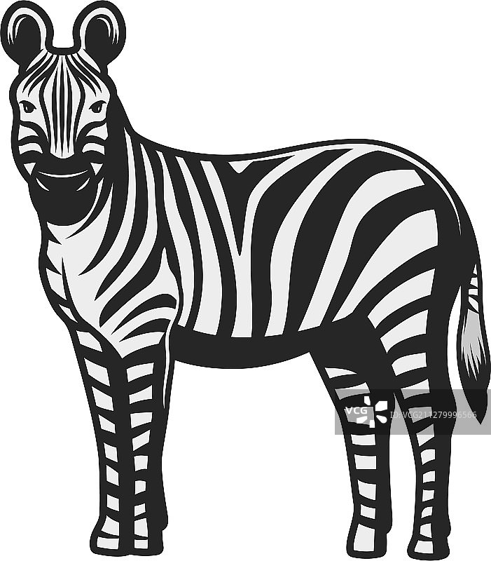 斑马野生动物园和非洲狩猎动物图片素材