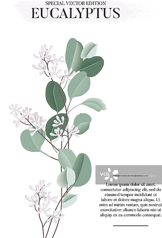 桉树花卉水彩艺术卡片模板图片素材