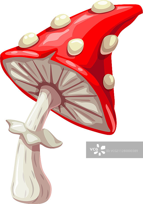 孤立的毒蝇伞图片素材