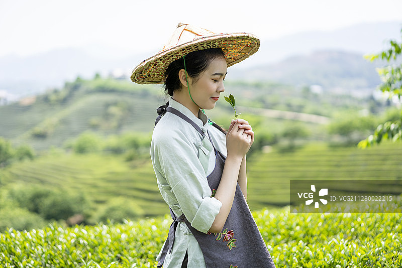 一个年轻女子在茶园采摘茶叶图片素材