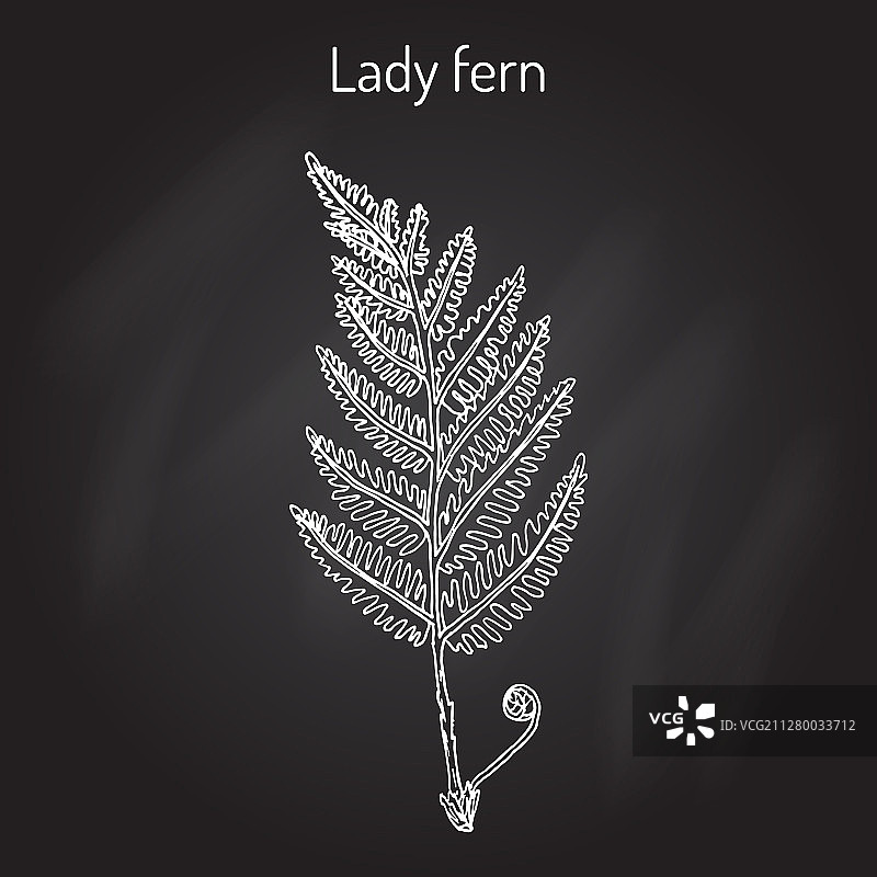 药用植物：普通荚果蕨图片素材