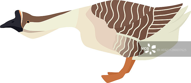 今日农场：非洲鹅图片素材