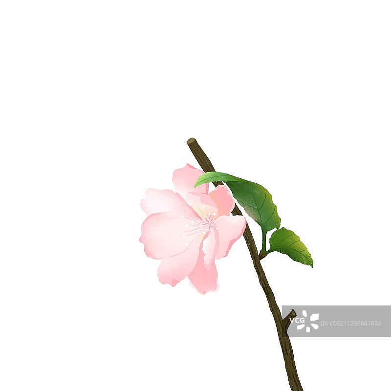 海棠花图片素材