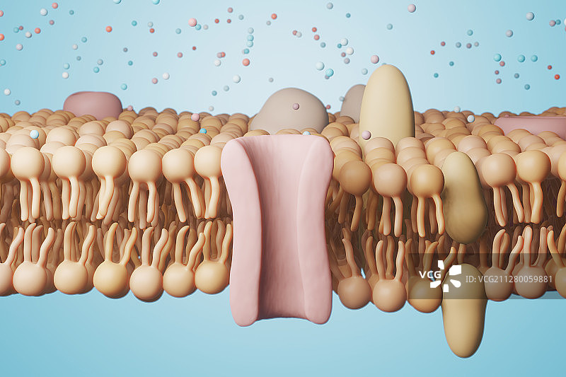 三维模拟的细胞模磷脂双分子层结构图片素材
