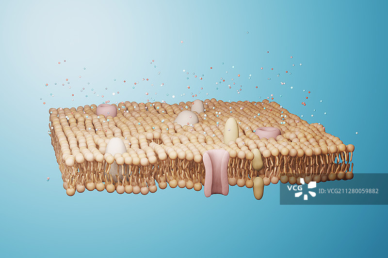 三维模拟的细胞模磷脂双分子层结构图片素材