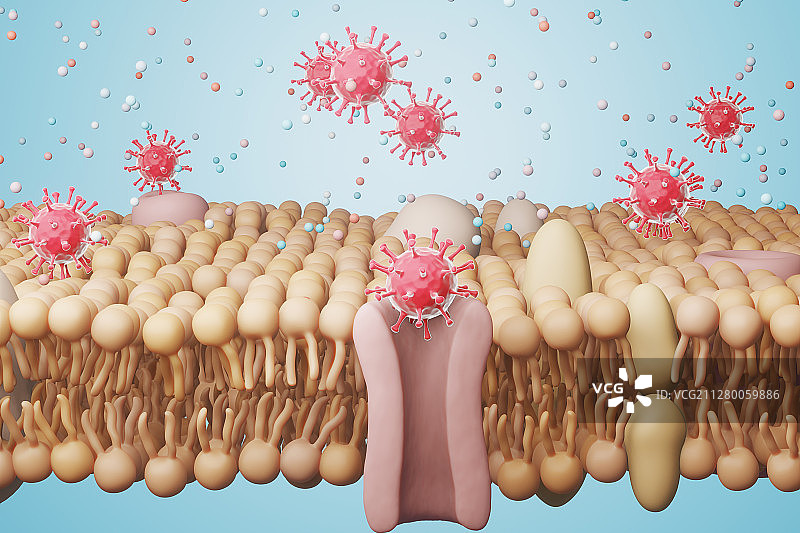 三维模拟的细胞模磷脂双分子层结构图片素材