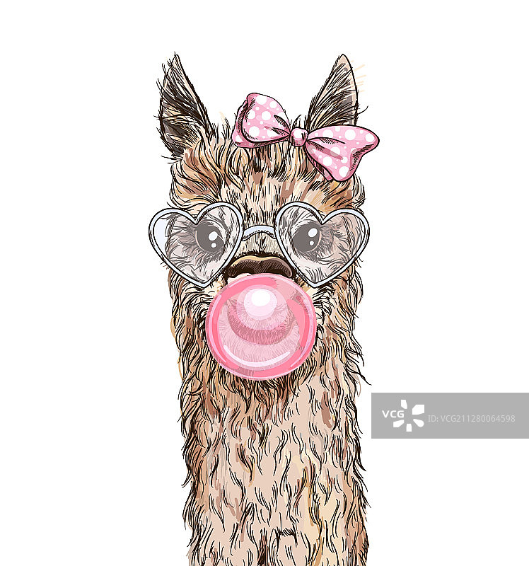 可爱的羊驼吹着粉色泡泡糖图片素材