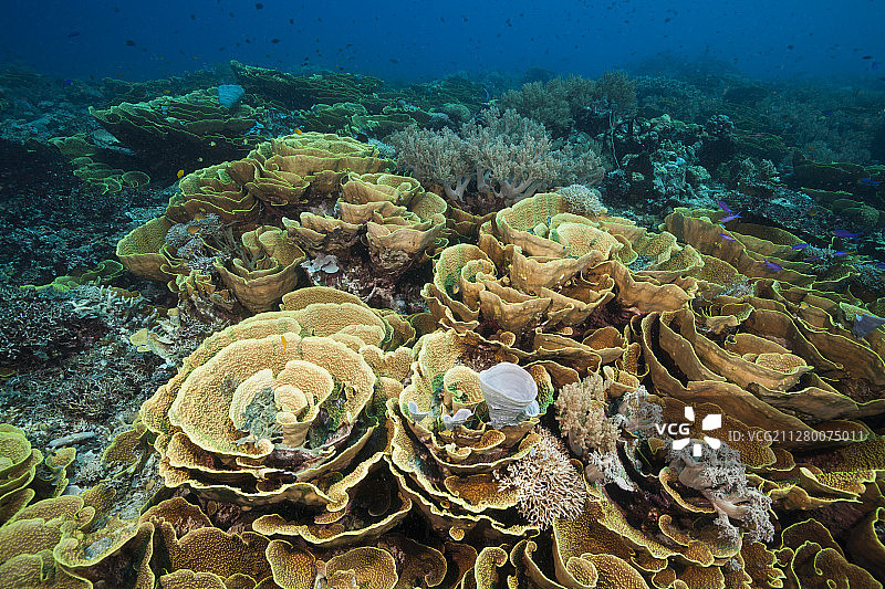 莴苣珊瑚礁，网纹涡轮珊瑚，图菲，所罗门海，巴布亚新几内亚图片素材
