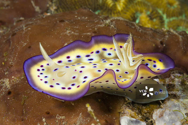 多丽丝海蛞蝓，库尼埃多彩海蛞蝓，图菲，所罗门海，巴布亚新几内亚图片素材