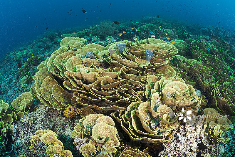 莴苣珊瑚礁，网纹涡轮珊瑚，图菲，所罗门海，巴布亚新几内亚图片素材