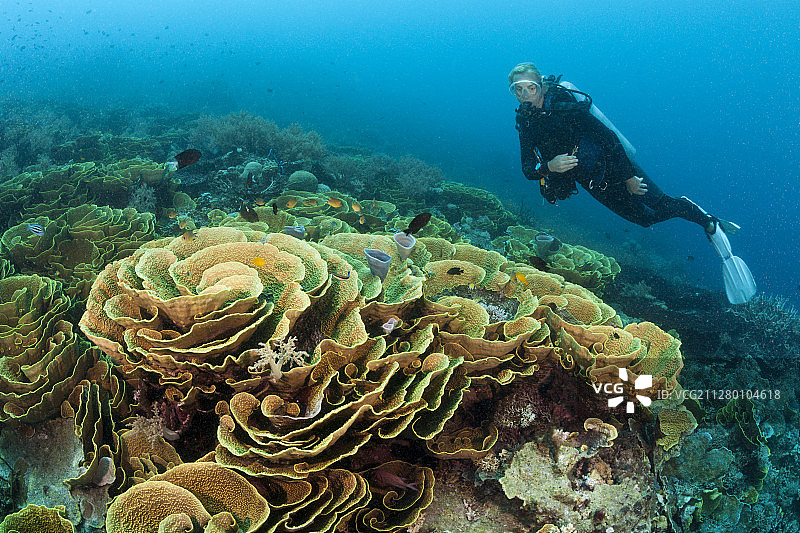 水肺潜水员探索莴苣珊瑚礁，图菲，所罗门海，巴布亚新几内亚 - 2020年1月18日图片素材