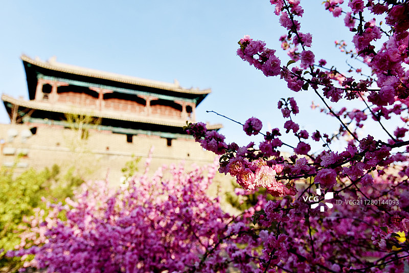 河北宣化：古城四月花芬芳图片素材