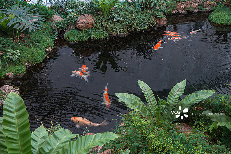 水池里的植物与锦鲤图片素材
