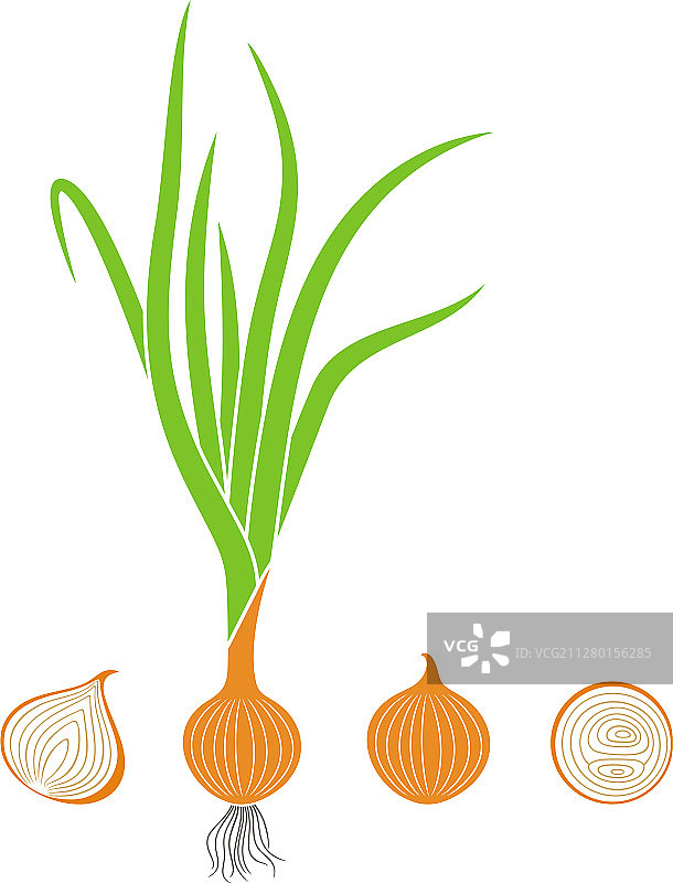 洋葱图片素材