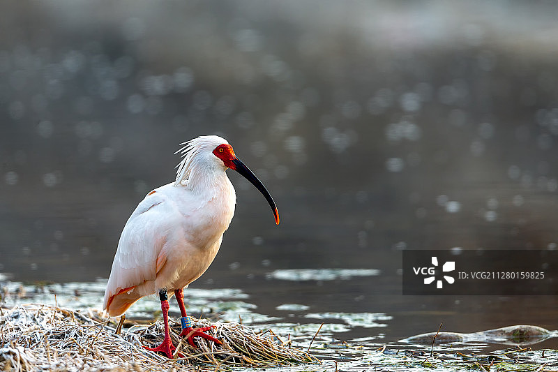 朱鹮的肖像图片素材