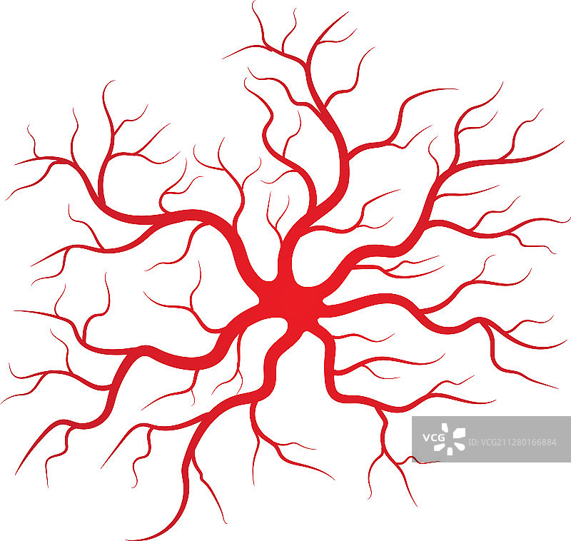 人体静脉和动脉图片素材