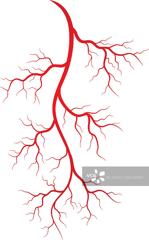 人体静脉和动脉图片素材