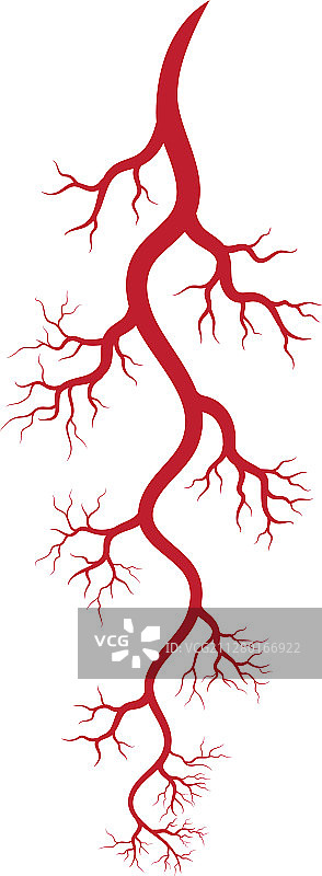 人体静脉和动脉图片素材