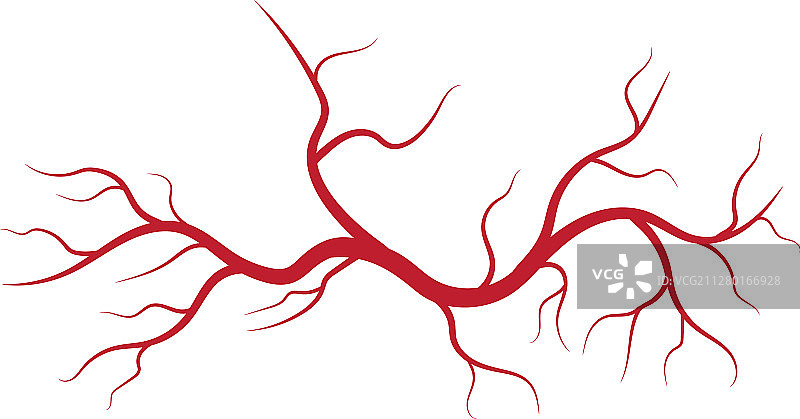 人体静脉和动脉图片素材