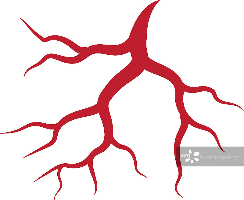 人体静脉和动脉图片素材