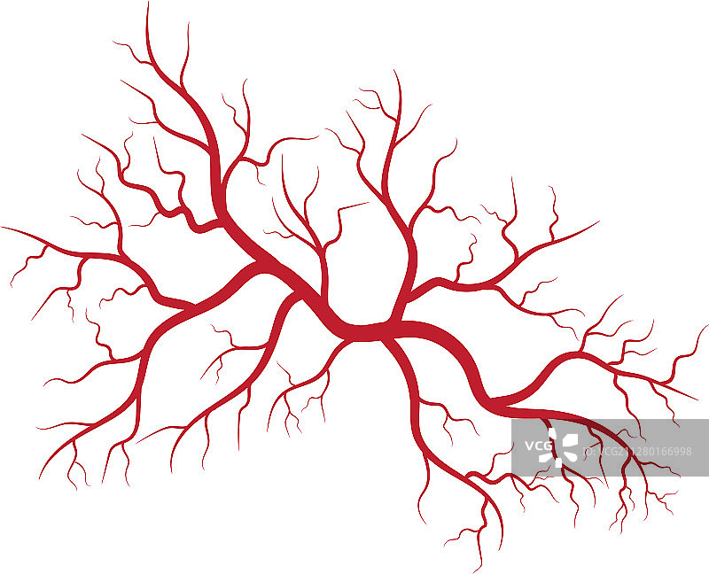 人体静脉和动脉图片素材