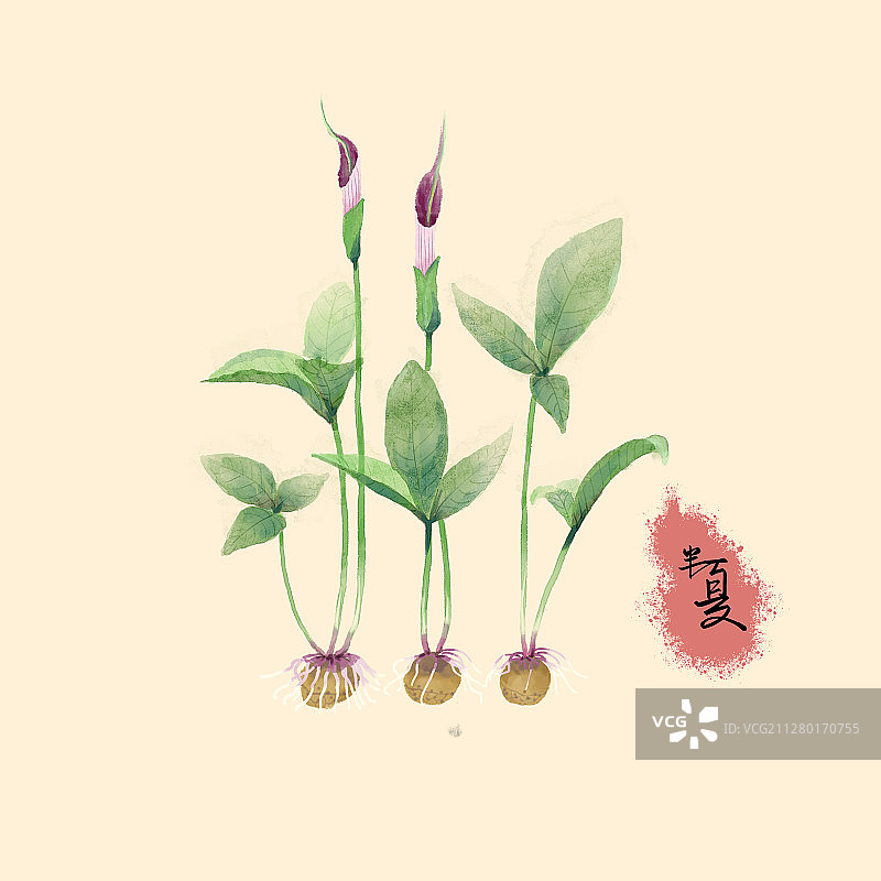 中草药之半夏图片素材