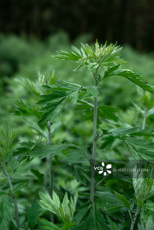 端午挂艾草图片素材