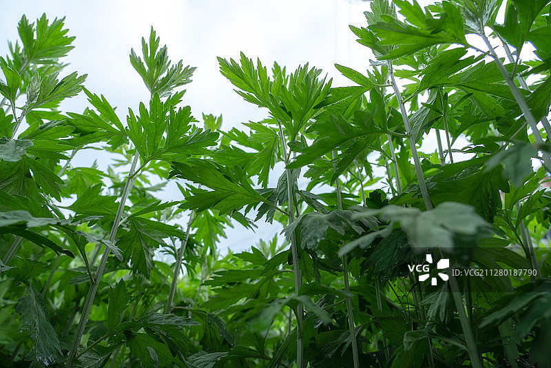 端午挂艾草图片素材