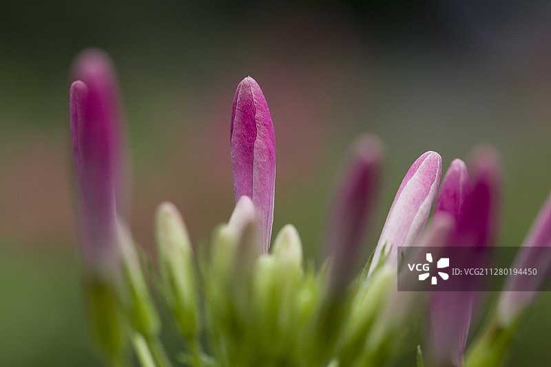 醉蝶花图片素材