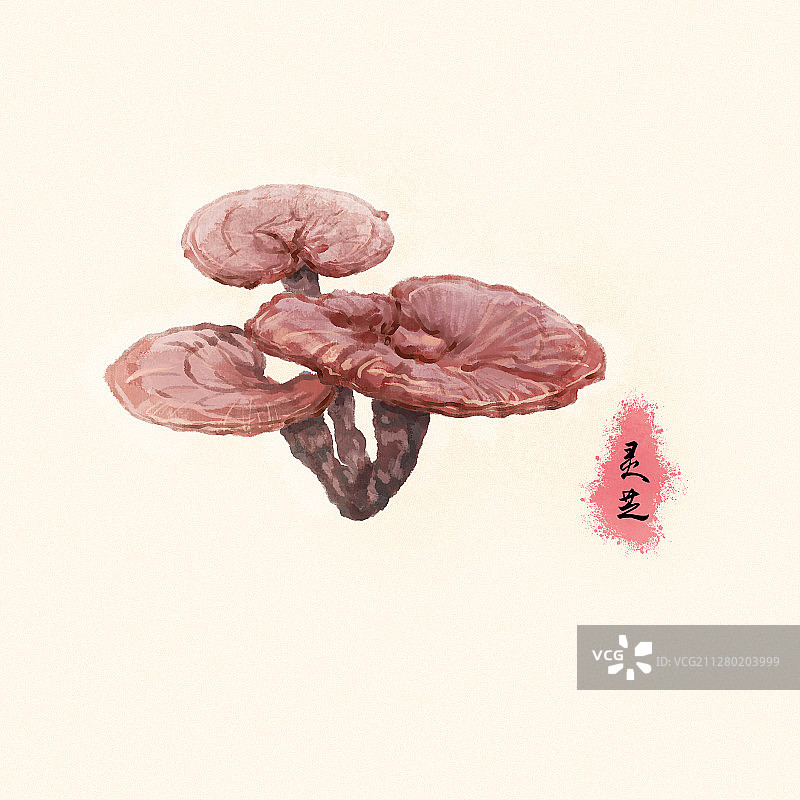 中草药之灵芝图片素材