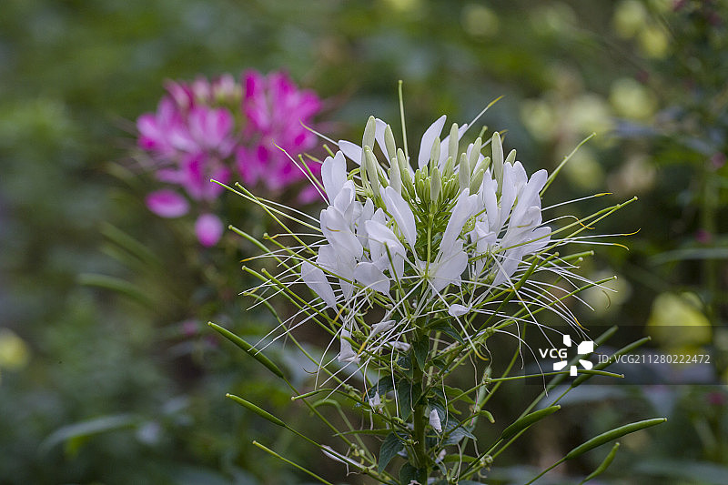 醉蝶花图片素材