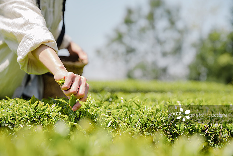 茶山采茶图片素材