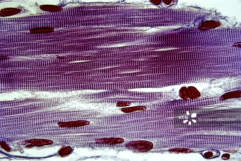 伊比利亚肋突螈的骨骼肌图片素材