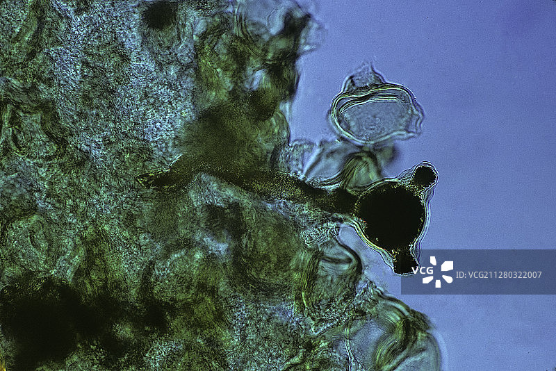 花粉粒在柱头上的萌发图片素材
