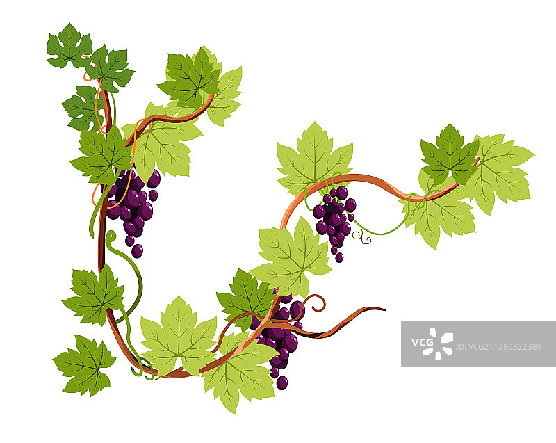 树枝上的葡萄或葡萄串独立图标图片素材